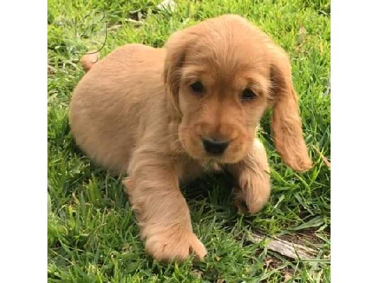 KC καταχωρημένα κουτάβια Cocker Spaniel